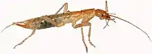Grylloblattid