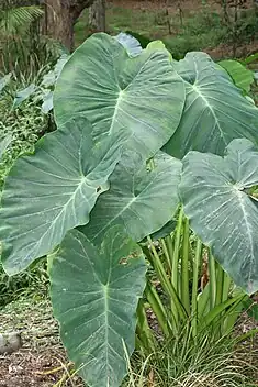 Image 34The taro (saonjo in Malagasy) is, according to an old Malagasy proverb, "the elder of the rice" (Ny saonjo no zokin'ny vary), and was also a staple diet for the proto-Austronesians (from History of Madagascar)